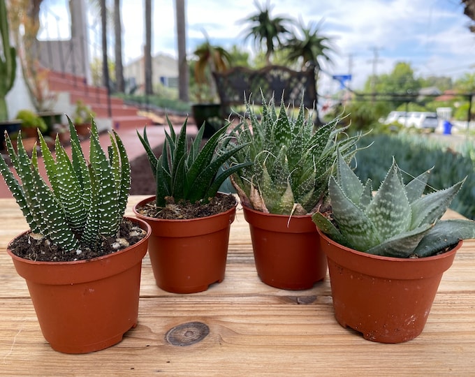 Haworthia and Gasteria Set Four mini Succulent Plant