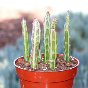May include: A potted succulent plant with upright, segmented stems. The stems are green with lighter green and brown vertical stripes. The plant is in a small, round, reddish-orange plastic pot filled with soil. The background is blurred.