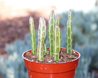 Senecio Stapeliformis Pickle Succulent Plant