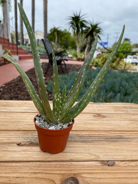 indice glycmique sirop d'agave Sirop d'agave Got Neutre