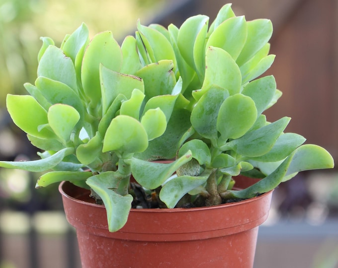 Crassula Curly Jade Succulent Plant Potted
