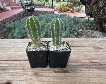 Mexican Fence Post two Column Plants mini 2 Inch Pot