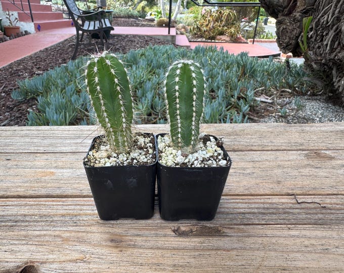 Mexican Fence Post two Column Plants mini 2 Inch Pot