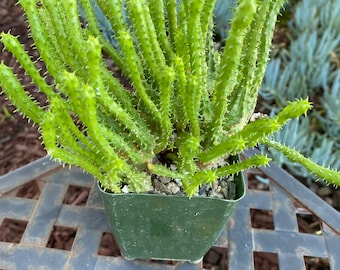 Euphorbia Monstrose Elongated branches one of a kind Succulent Plant