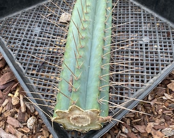 Column Cactus Plant  cutting  plants, landscape plant