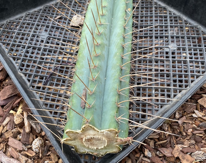 Column Cactus Plant  cutting  plants, landscape plant