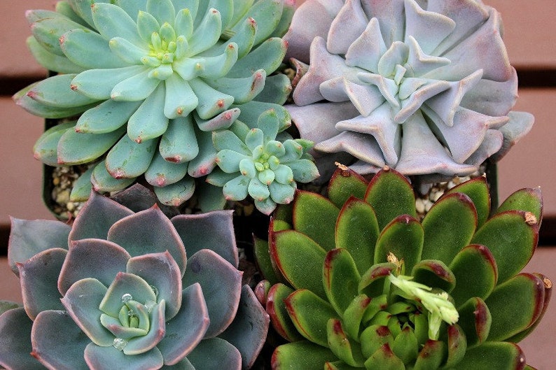 Mixed 4 Echeveria Rosette Succulent Plants image 1