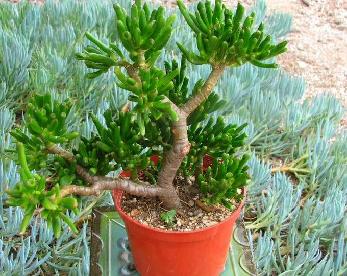 Crasula Monstrose Med Succulent Plant
