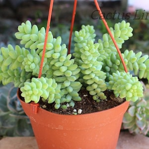 Hanging Sedum Donkey Tail New Crop