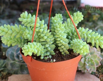 Hanging Sedum Donkey Tail New Crop