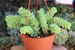 Hanging Sedum Donkey Tail New Crop 