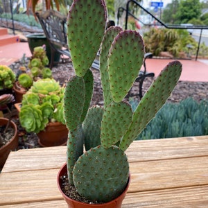 Opuntia Goseliana Cactus Plant in 4 inch pot multi plants