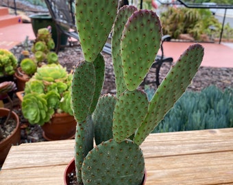 Opuntia Goseliana Cactus Plant in 4 inch pot multi plants