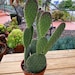 see more listings in the Cactus Plants section