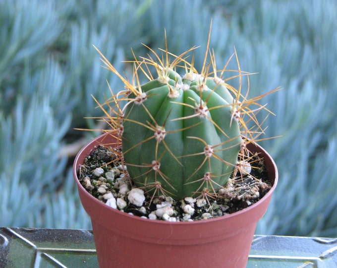 Helianthocereus Terscheckii  Cactus Plant