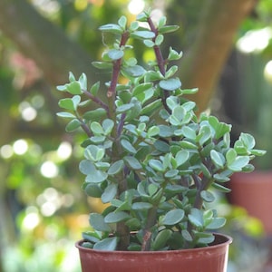 May include: A small green succulent plant in a brown terracotta pot. The plant has many small, fleshy leaves and is growing in a cluster.