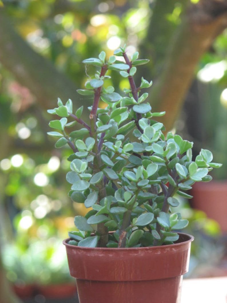 May include: A small green succulent plant in a brown terracotta pot. The plant has many small, fleshy leaves and is growing in a cluster.