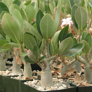 Adenium Obesum Caudex Succulent Plant