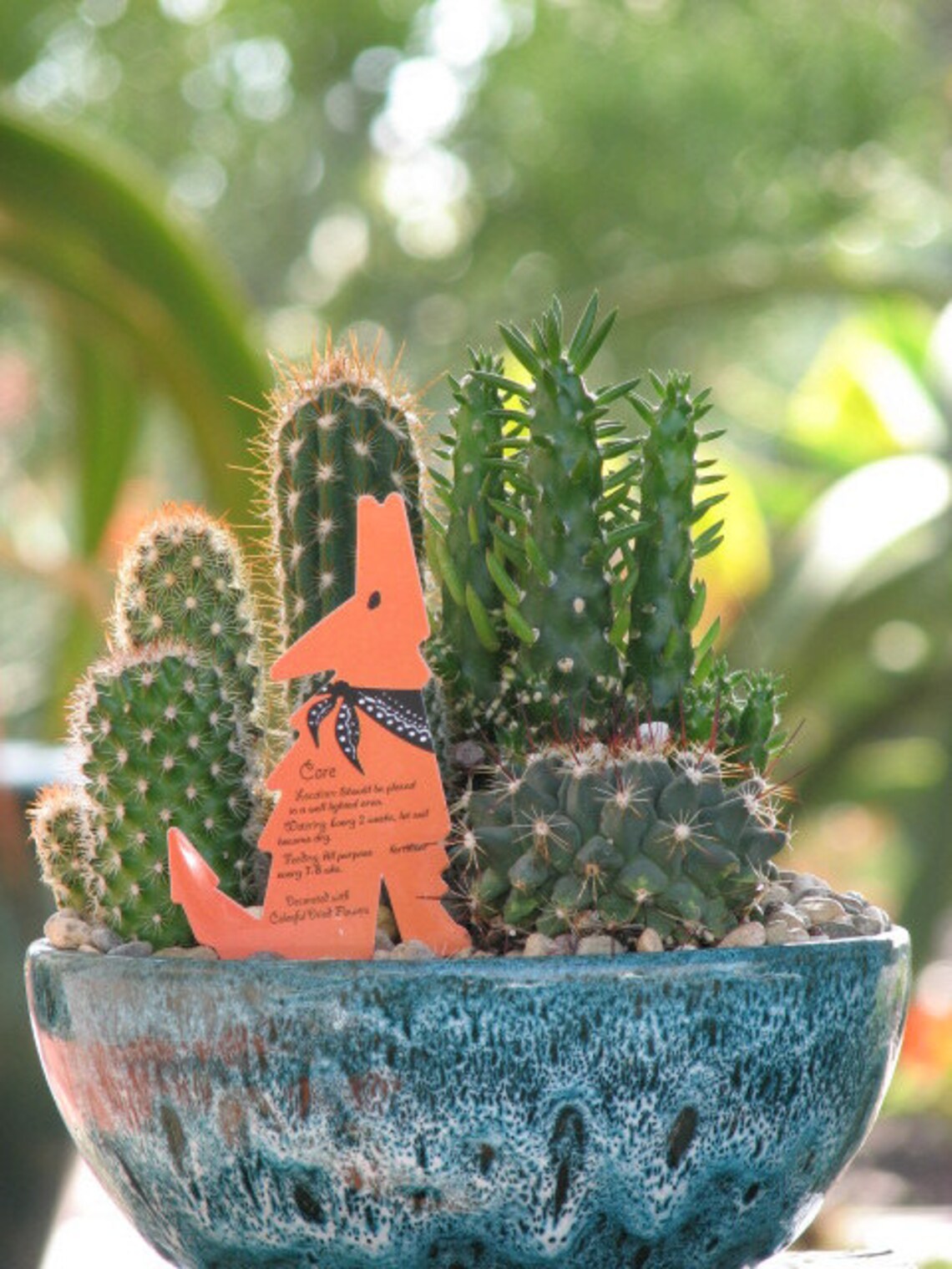 Desert Cactus Dish Garden 8 inch Ceramic Pot Etsy