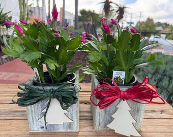 Blooming Holiday  Cactus Wash Wood Container decorated, holiday Gift, Free Shippping Nov 12 Schlumbergera Bridgesii one potted Plant