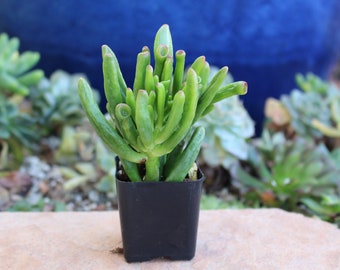 Crassula Monstrose Succulent Plant in 2 inch pot