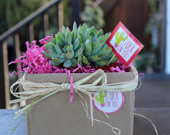 Succulent Plant Gift Stuck on You