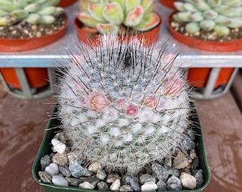 Mammillaria Ritteriana Cactus Plant