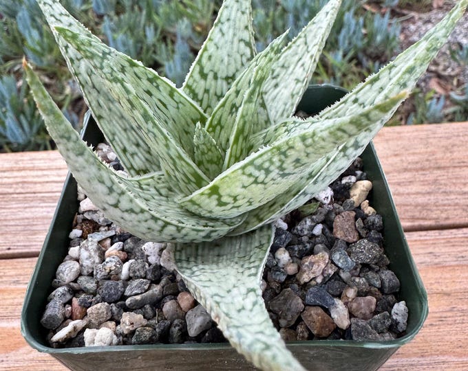 Aloe Mayeri Dorian Black Succulent Plant