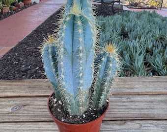 Pilocereus Azureus Blue Column Cactus Plant multiple columns