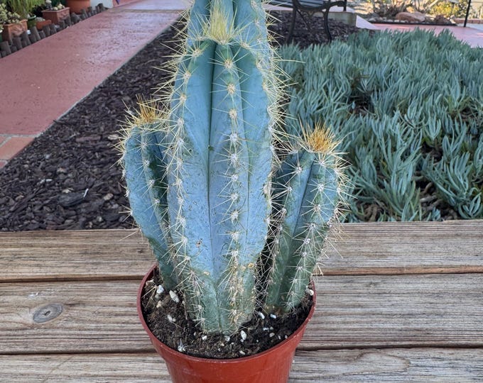 Pilocereus Azureus Blue Column Cactus Plant multiple columns