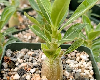 Adenium Obesum Caudex Succulent Plant