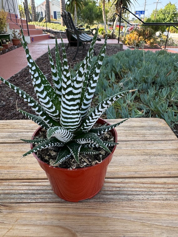 Haworthia Zebra Succulent Plant - Etsy