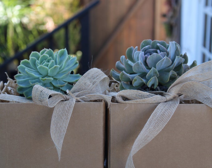 Gift Plant Echeveria Rosette