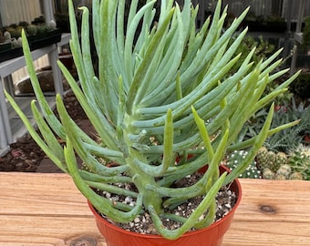 Seneccio Verde Fingers Succulent Plant
