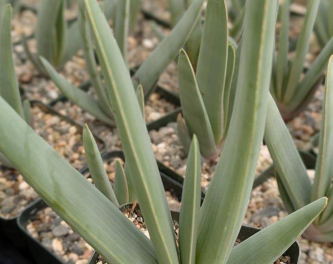 Kumara Plicatilis a.k.a. Aloe Plicatilis Succulent Plant