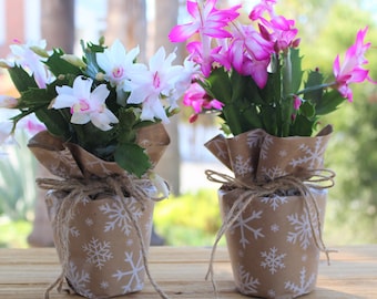 Five  deluxe Christmas Cactus In 4 inch pot, schlumbergera bridgesii, holiday gift idea