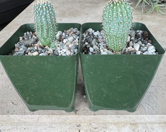 Column Succulent One Plant