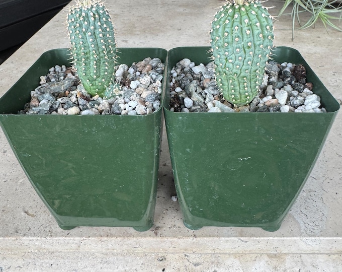 Column Succulent One Plant