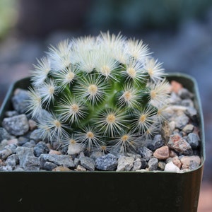Mammillaria Laui Subducta Cactus Plant image 2