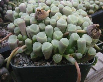 Fenesteria Baby Toes  Succulent Plant 3 inch potted plant