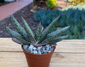 Gasteria Variegata Succulent Plant