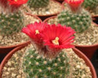 Parodia Sanguifolia  Cactus Plant