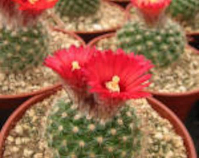 Parodia Sanguifolia  Cactus Plant