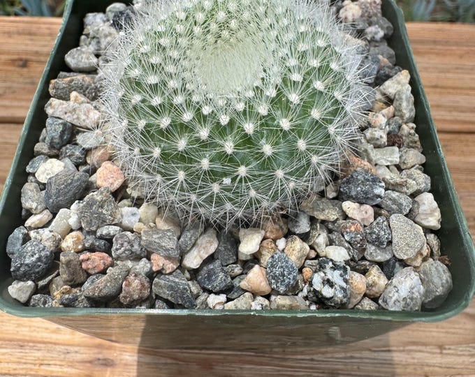 Notocactus Cactus Plant