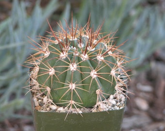 Melo Neomontanus Cactus Plant