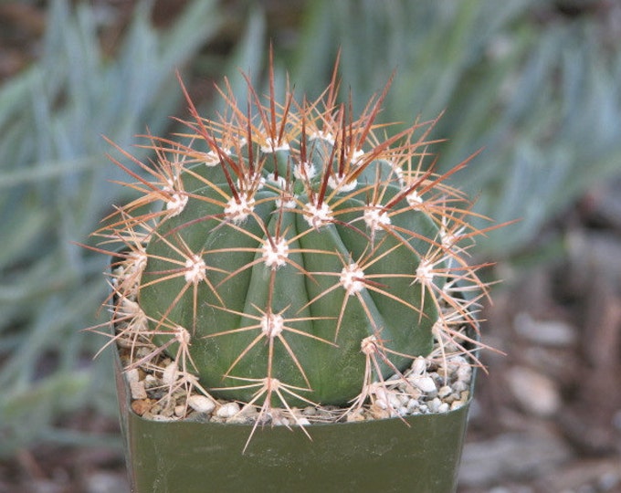 Melo Neomontanus Cactus Plant