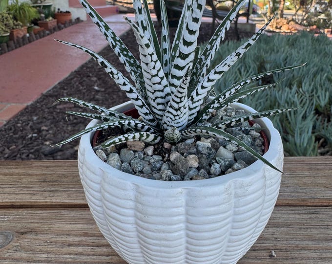 Gift Plant Zebra in white 4 inch pot, Succulent potted Plant