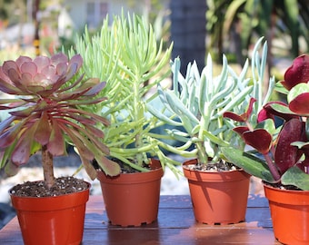 Succulent Plants 4 Assortment Plants
