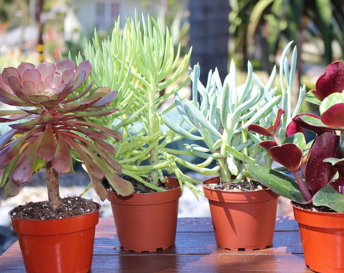 Succulent Plants 4 Assortment Plants