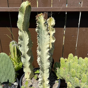 Euphorbia Ammak Yellow Column 15 +  Inch One  column
